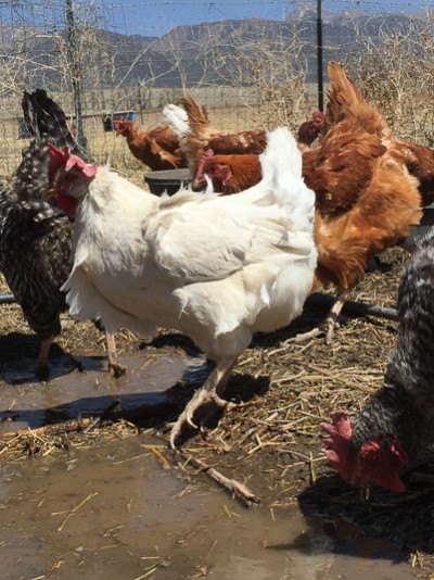 Chickens at Everson Ranch