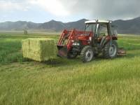 Summer Hay from the Everson Ranch